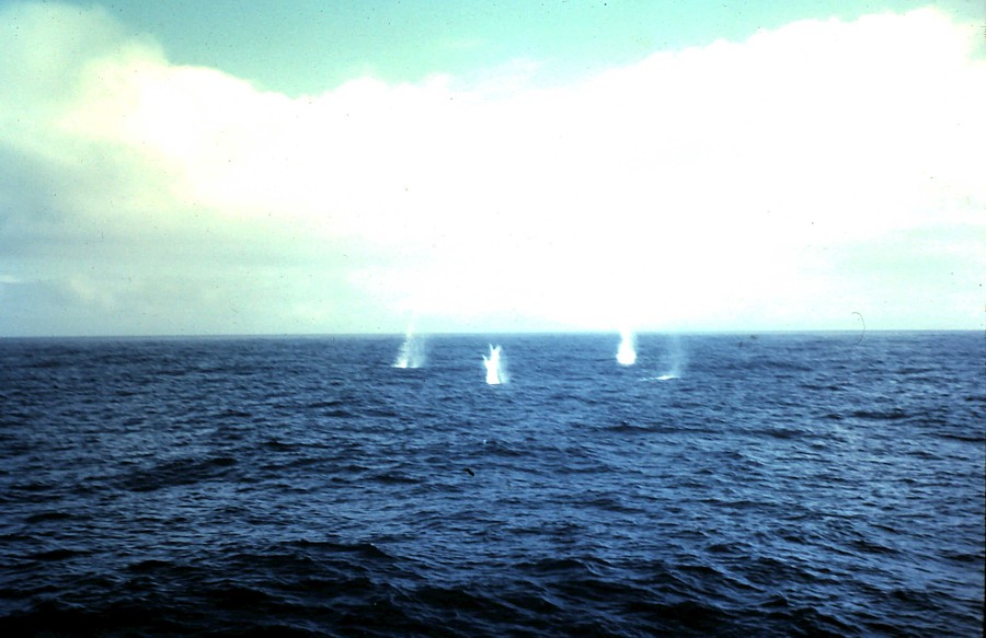 Royal Canadian Navy : H.M.C.S. Ste Therese, squid practice.