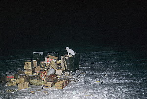 Alert Bay garbage dump with foxes