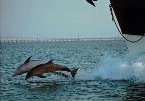 dolphins