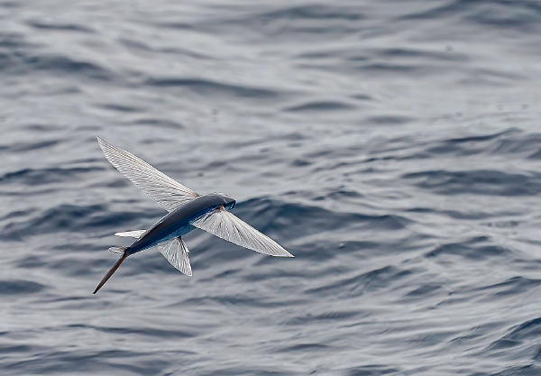 flying fish